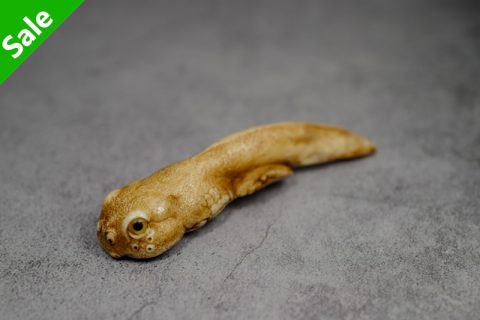 蝌蚪（玉皎）