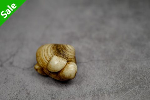 贝壳（玉皎）