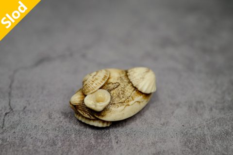 珍珠贝壳（玉皎）