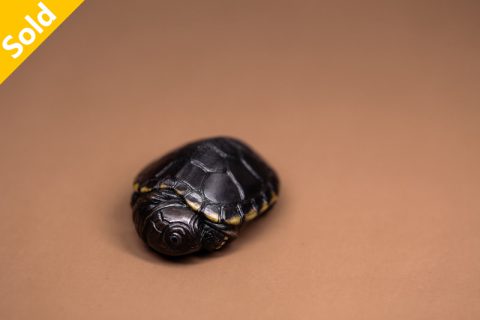 側頸亀（屹人）