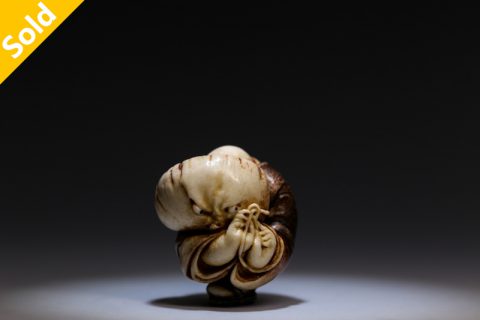 执拗菌（本）