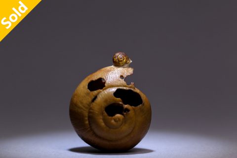 蜗牛百态02 独行（土月）
