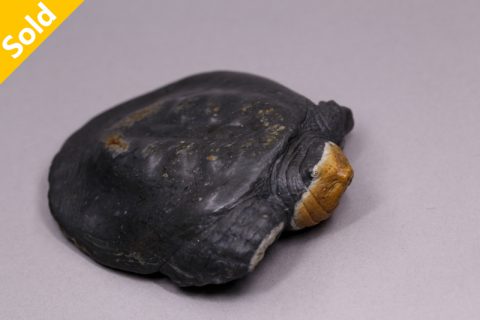 斑鳖（高涛）
