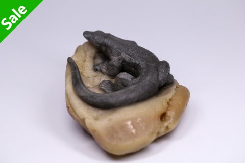科莫多龙（高涛）