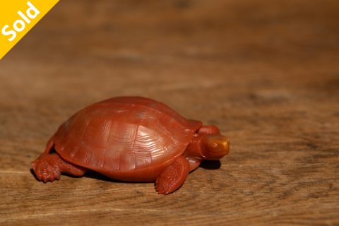 三线金钱龟（秋坞居）