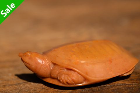 鳖（秋坞居）