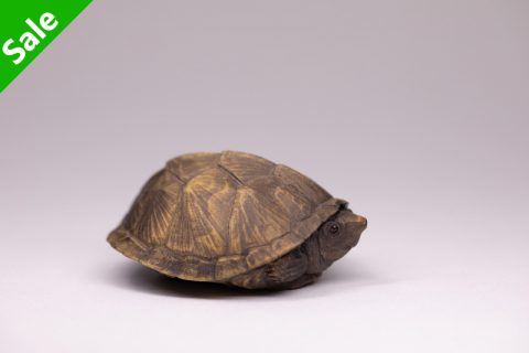 蛋龟（玉皎）