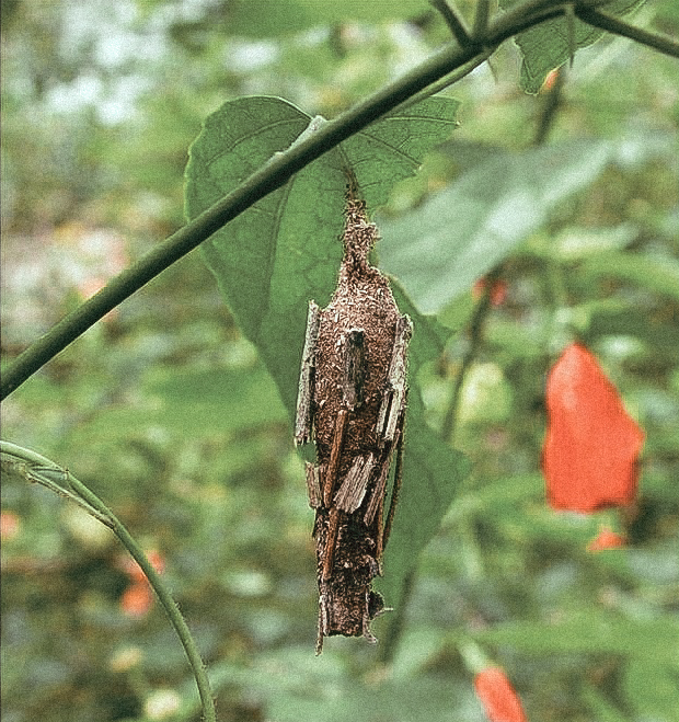 进化 根付（谢尔盖）