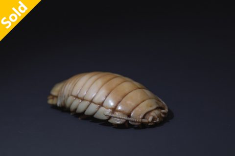 大王具足虫（英喆）