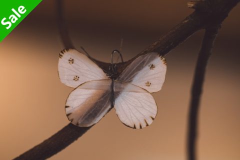 白蝶耳环（结城琴乃）