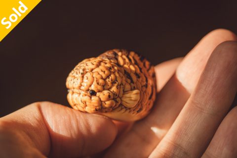 虎皮兰寿 挂坠（子一）
