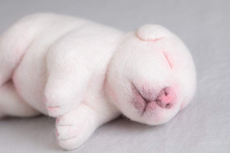 睡觉的幼犬 毛毡置物（川崎美波）N24B178