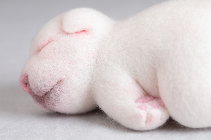 睡觉的幼犬 毛毡置物（川崎美波）N24B177