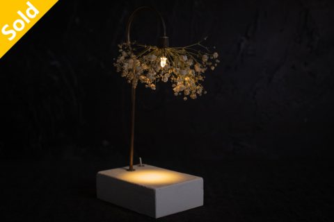 Gypsophila 森之灯（西别府久幸）N24B208
