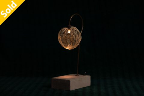 Chinese lantern plant 森之灯（西别府久幸）N25B012