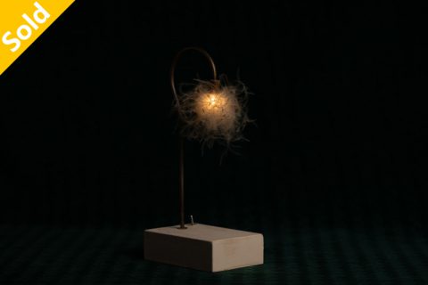 Paspue flower 森之灯（西别府久幸）N25B015