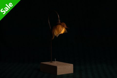 Wood rose 森之灯（西别府久幸）N25B019