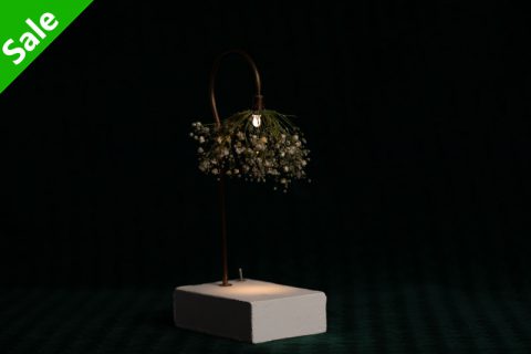 Gypsophila 森之灯（西别府久幸）N25B017