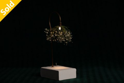 Gypsophila 森之灯(西别府久幸)N25B017