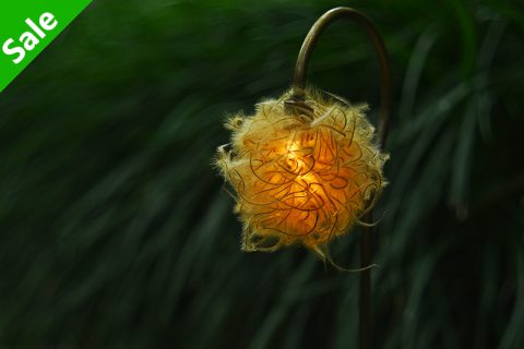 Crematis 森之灯（西别府久幸）